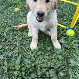 Golden Retriever Puppies from Golden paws of Hope