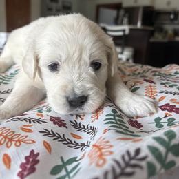 Miss Pink - Light golden female Golden Retriever puppy in Grand Island, Nebraska from Loseke Family Retrievers