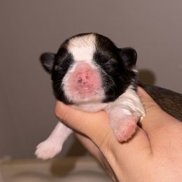 Chandler (potentially available soon) - Gold and white male Shih Tzu puppy in California from Fairy Tails Shih Tzus CA