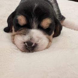 Silas - Black tan and white male Beagle puppy in Brownsboro, Texas from Willow Bark Beagles