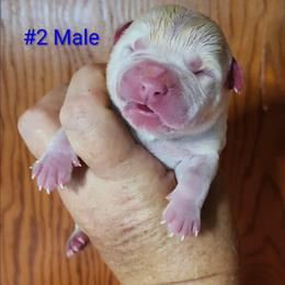 Male - White and brindle male American Bulldog puppy in Xenia, Ohio from Bingham's Bulldogs LLC