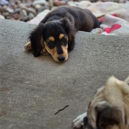 Dallas - Black and cream male Dachshund puppy in Penrose, Colorado from Double Trouble Dachshunds