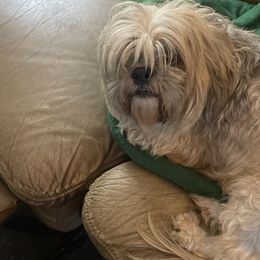 Lhasa Apsos from Sheri's Lhasa Apso Puppies
