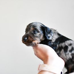 Prancer - Dachshund puppy from Paradox Dachshunds