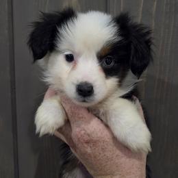 Lollie - Black tri female Miniature American Shepherd puppy in Delta, Ohio from Sunrise Miniature American Shepherds