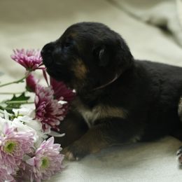 German Shepherd Puppies from Milestone GSDs