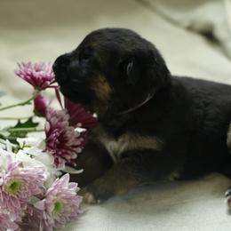 German Shepherd Puppies from Milestone GSDs