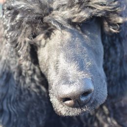 Poodle Puppies from D and D Standard Poodles