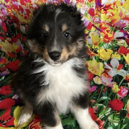 Timeless - Black white and tan female Shetland Sheepdog puppy in New Richmond, Ohio from Heaven’s Shelties