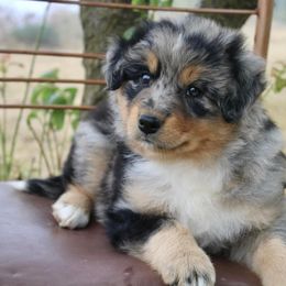 Australian Shepherd Puppies from Hillside Aussies