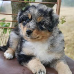 Australian Shepherd Puppies from Hillside Aussies