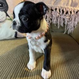 Boston Terrier and French Bulldog Puppies from KP Kennels
