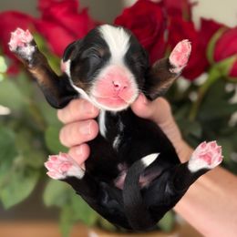 Galveston - Tri-color male Bernedoodle puppy in Yuciapa, California from AlltheDoodlez_