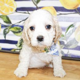 Dane - Buff and white male Cocker Spaniel puppy in Rattan, Oklahoma from Double M Cocker Spaniels