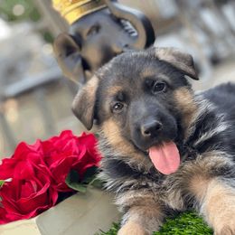 German Shepherd Puppies from Von Geesa
