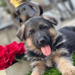 German Shepherd Puppies from Von Geesa