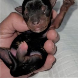 Boy - Black and gold male Yorkshire Terrier puppy in Gilbert, Arizona from Yorkie Your Soulmate Puppy