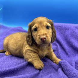 Male 2 - Red male Dachshund puppy in Spanaway, Washington from 11 Oaks Kennels