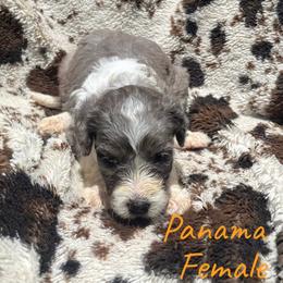 Panama - Blue merle female Aussiedoodle puppy in Cleveland, Tennessee from C&S Kennels