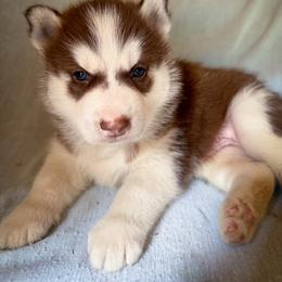 Everest - Red and white male Siberian Husky puppy in Grant City, Missouri from Timberline Paws