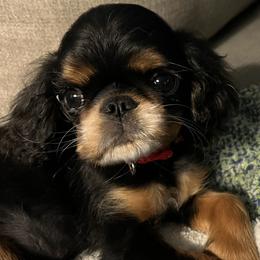 English Toy Spaniel Puppies from Raggededge Toy Australian Shepherds