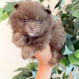 Teddy - Chocolate and tan male Pomeranian puppy in Rockwall, Texas from MAK Poms