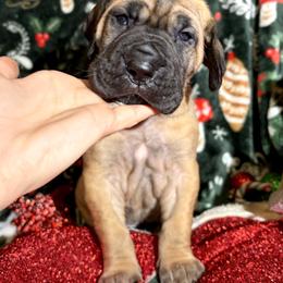 Thalia - Fawn female Great Dane puppy in Scottsburg, Virginia from Virginia Great Danes