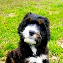 Bernedoodle Puppies from Flat Creek Bernedoodles