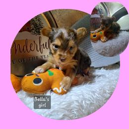 Yorkshire Terrier Puppies from Nemec's Yorkies