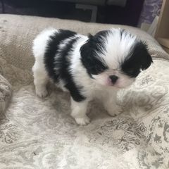 Japanese Chin Puppies from Dizzy Japanese Chin