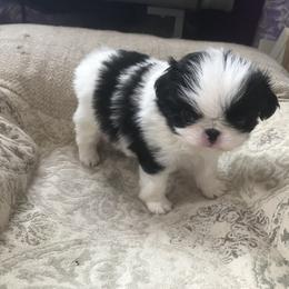 Japanese Chin Puppies from Dizzy Japanese Chin