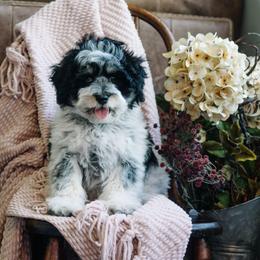 Bordreaux - Parti male Schnoodle puppy in Grove, Oklahoma from Grand Lake Poodles & Doodles
