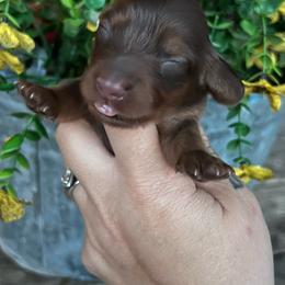 Buttermilk - Chocolate and tan female Dachshund puppy in Payette, Idaho from NT Mini Doxies