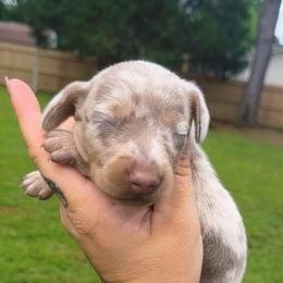 Clover - Fawn (isabella) and tan male Dachshund puppy in Jackson, Tennessee from BlackPine Kennels