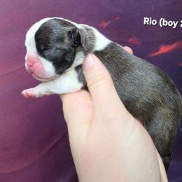 Boy 1 - Black brindle and white male Boston Terrier puppy in Denver, Colorado from Diamonds In The Ruff Boston Terriers