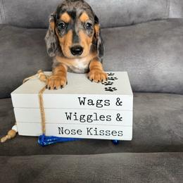 Oliver - Dapple male Dachshund puppy in Stuart, Iowa from Johnson Family Paws