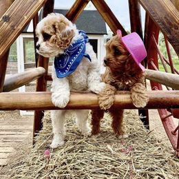 Bernedoodle and Cavapoo Puppies from Sugar Doodles Pups