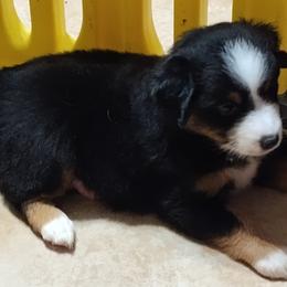 BUBBLES - Black tri female Miniature Australian Shepherd puppy in Charlotte, North Carolina from Dave's Mini Aussies