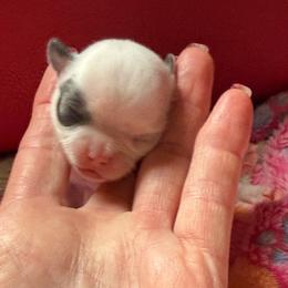 Prince - Blue and white male Chihuahua puppy in Dime Box, Texas from Color Me Crazy Chihuahuas