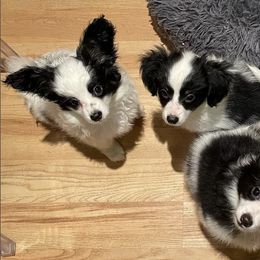 Papillons from Janice's Papillons