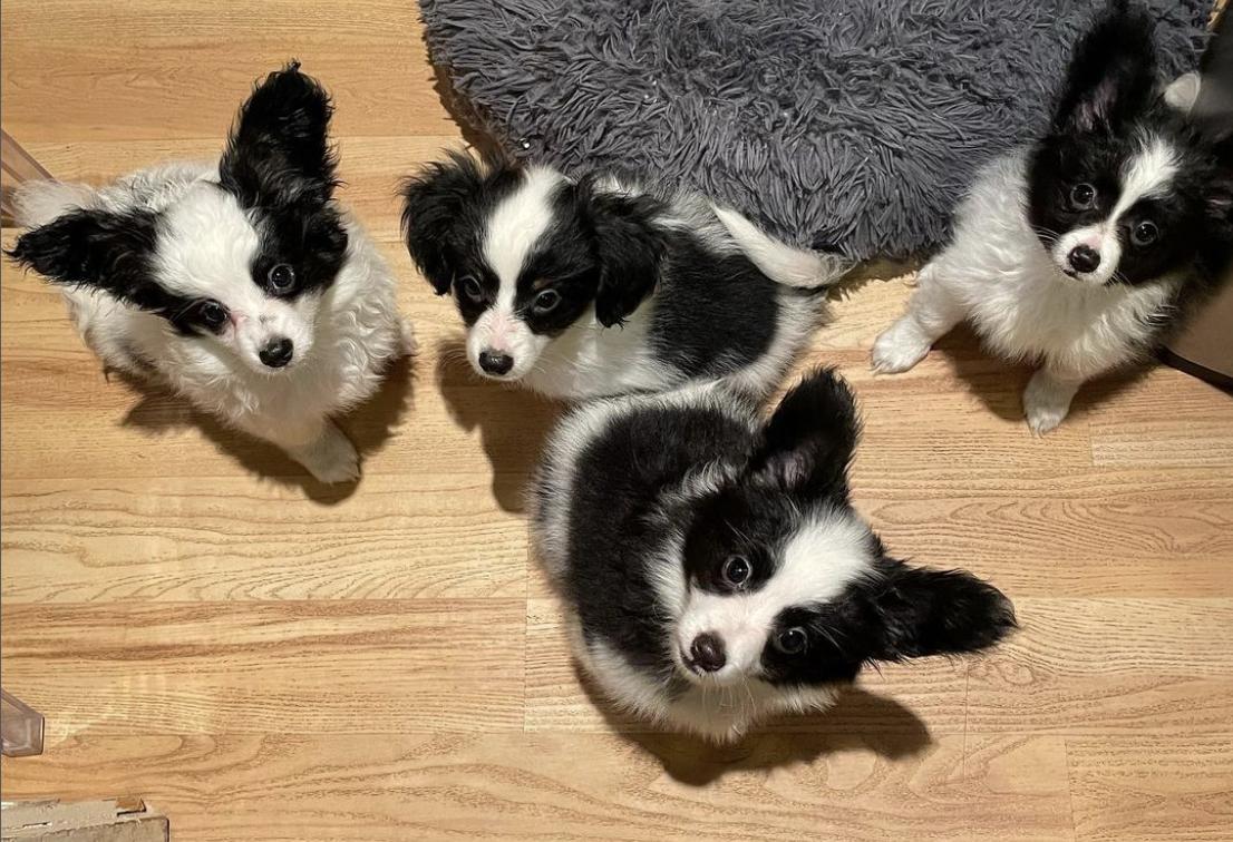 club-papillon様　1月 Janice's Papillons in California | Papillon puppies | Good Dog