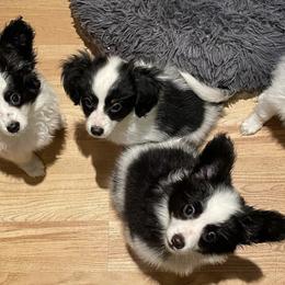 Papillons from Janice's Papillons