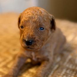 Purple collar boy-G - Red  male Goldendoodle puppy in Vian, Oklahoma from Dog Days Doodles