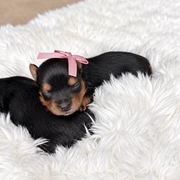 Puppy 3 - Black and tan female Yorkshire Terrier puppy in Modesto, California from The Dog House