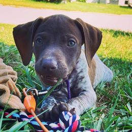 German Shorthaired Pointer and Jack Russell Terrier Puppies from Ivy Creek Kennels