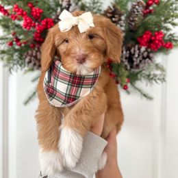 Sally - Caramel red female Australian Labradoodle puppy in Palmdale, California from Pixie Doodle Paws