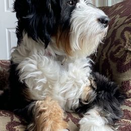 Bernedoodles from Sugar Sweet Bernedoodles
