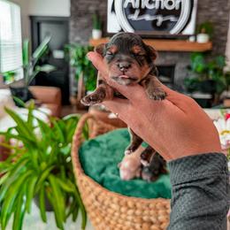 Bernedoodle, Cavapoo, Cavapoochon, Goldendoodle, Poodle, and Yorkipoo Puppies from Anchor Dogs
