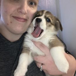 Pembroke Welsh Corgi Puppies from Kenyon Pembroke Welsh Corgis