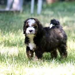 Bernedoodle, Bordoodle, and Poodle Puppies from Pacific Northwest Doodles